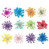 Shills Dry Flower Grid Sgm-7