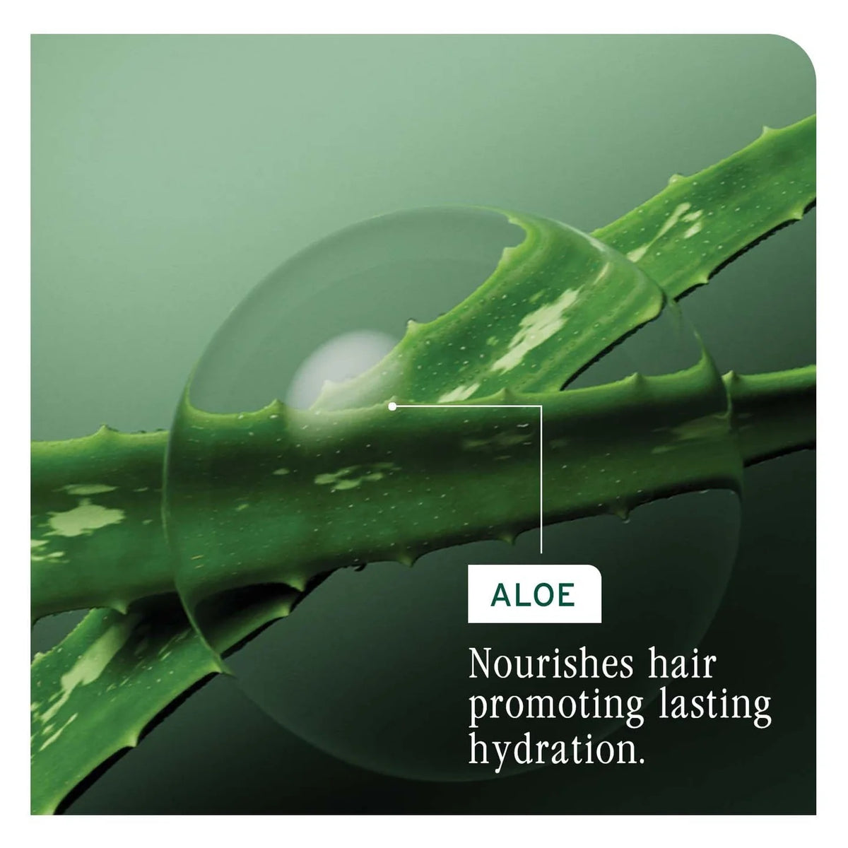 Matrix Biolage Hydrasource Plus Shampoo